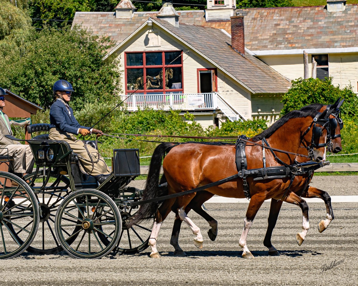 driver sitting in a combined horse drawn carriage competing in a dressage event