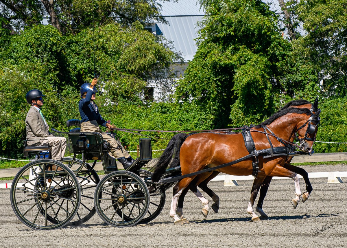 two people sitting in a combined horse drawn carriage competing in a dressage event