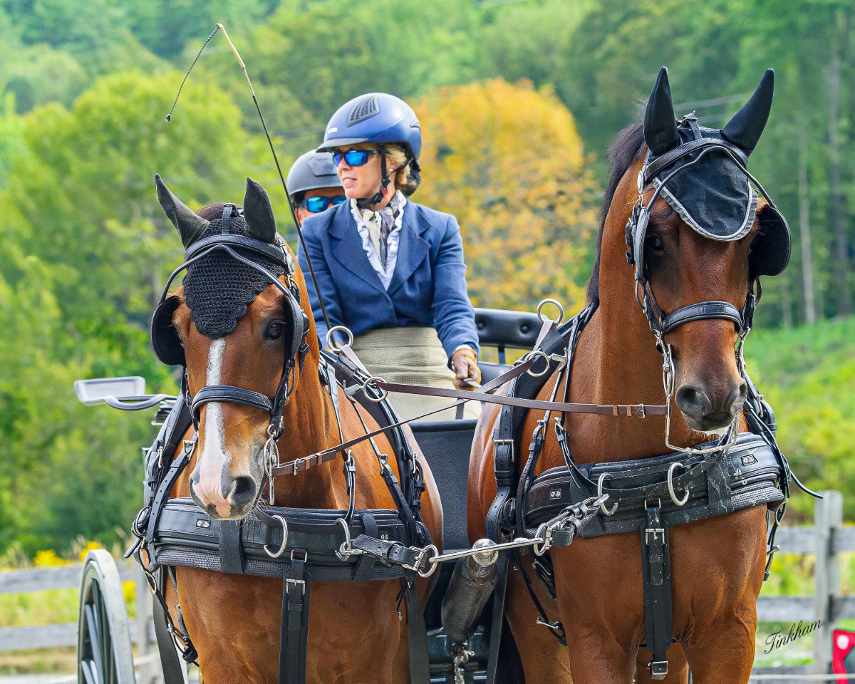 Woman holding reins drives two Shire draft horses