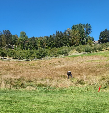 Man searching for golf ball in tall grass